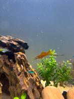 1x zwaardrager, Vis, Zoetwatervis