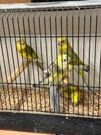 Roodrug parkieten, Dieren en Toebehoren, Vogels | Parkieten en Papegaaien, Meerdere dieren, Parkiet, Geringd
