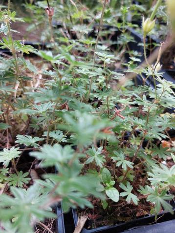 Geranium 'Max Frei' (p9) beschikbaar voor biedingen
