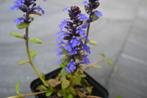 Ajuga reptans en Ajuga reptans 'Braunherz', Tuin en Terras, Planten | Tuinplanten, Ophalen, Bodembedekkers, Vaste plant, Halfschaduw
