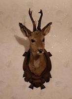 Opgezette Reebok Zomervacht taxidermie, Ophalen