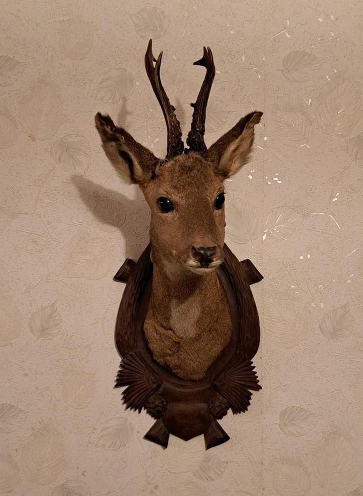 Opgezette Reebok Zomervacht taxidermie, Antiek en Kunst, Curiosa en Brocante, Ophalen