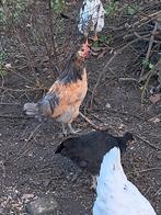 Jeune coq | Brabants Hoen, Animaux & Accessoires, Volatiles, Poule ou poulet