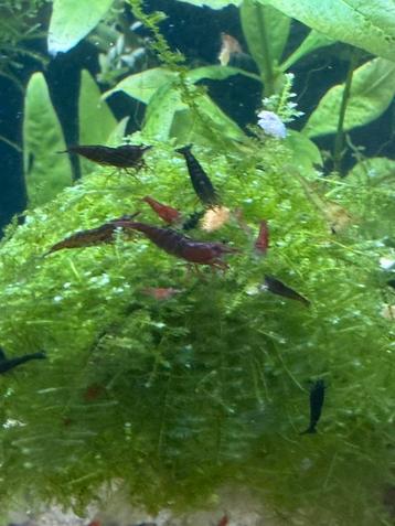 Red cherry shrimp - baby,s beschikbaar voor biedingen
