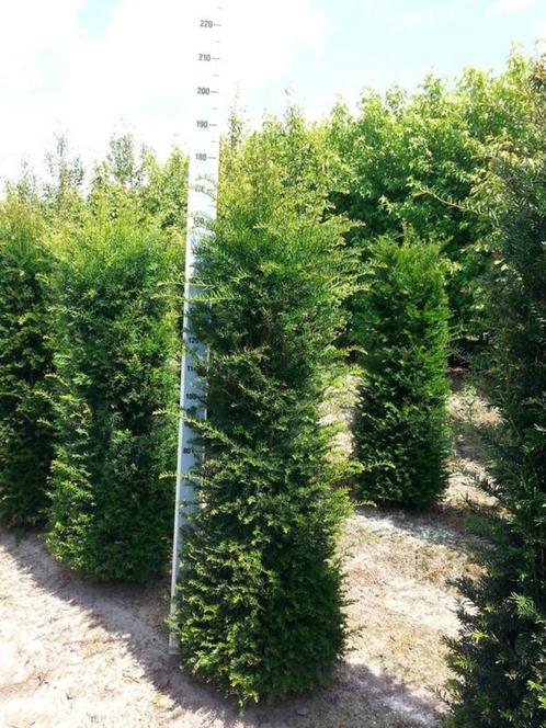 Taxus baccata 100/120, Tuin en Terras, Planten | Struiken en Hagen, Haag, Taxus, 100 tot 250 cm, Ophalen