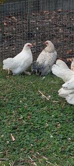 nerderlandse sabelpoot kriel, Dieren en Toebehoren, Kip