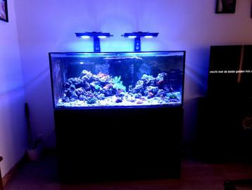 Zee-Aquarium beschikbaar voor biedingen