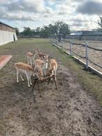 herten te koop/ruilen van bok, Juni, Meerdere dieren