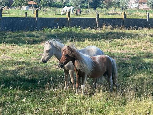 Mini paardjes, Dieren en Toebehoren, Pony's, Hengst, 0 tot 2 jaar, Gechipt, Ontwormd, Ingeënt
