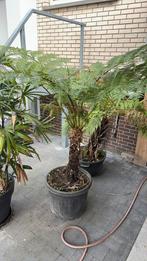 Boomvarens te koop, Ophalen, Vaste plant, Varens, Bloeit niet