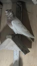 Iraanse duiven, Animaux & Accessoires, Oiseaux | Pigeons