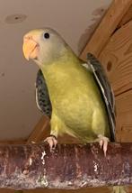 Pruimkop parkiet, Dieren en Toebehoren, Vogels | Parkieten en Papegaaien, Parkiet, Geringd