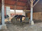 Paardenstal op privé boerderij, Weidegang
