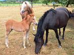 Merrieveulen Haflinger, Dieren en Toebehoren, Pony's, Merrie, 0 tot 2 jaar, Ontwormd, Onbeleerd