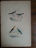 Ingekleurd ets vogels lot 130, Antiek en Kunst, Curiosa en Brocante, Ophalen of Verzenden