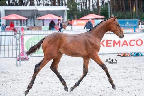 Chique merrieveulen, Dieren en Toebehoren, Paarden, Z