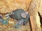 Kakariki, Dieren en Toebehoren, Meerdere dieren, Parkiet, Geringd