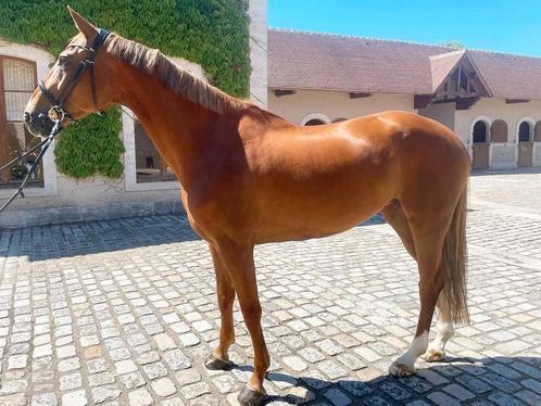 Jument 13 ans pleine, Dieren en Toebehoren, Paarden, Merrie, Zadelmak, 170 tot 175 cm, 11 jaar of ouder, Springpaard, Met stamboom