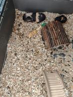 Jong cavia 6weken oud 2026, Dieren en Toebehoren, Knaagdieren, Januari, Cavia