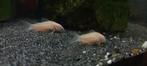 Zomerkorting Corydoras!, Vis, Zoetwatervis, Schoolvis