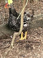 prachtige mooie jonge hanen uit natuurbroed, Dieren en Toebehoren, Pluimvee