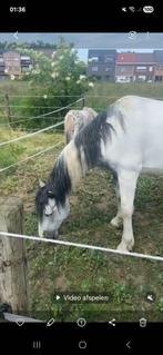 D pony, Dieren en Toebehoren, Ruin, D pony (1.37m tot 1.48m), Recreatiepony, 3 tot 6 jaar