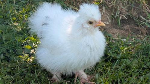 Amerikaanse zijdehoenders 2 maanden oud, Dieren en Toebehoren, Pluimvee