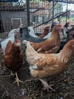 Legkippen, Dieren en Toebehoren