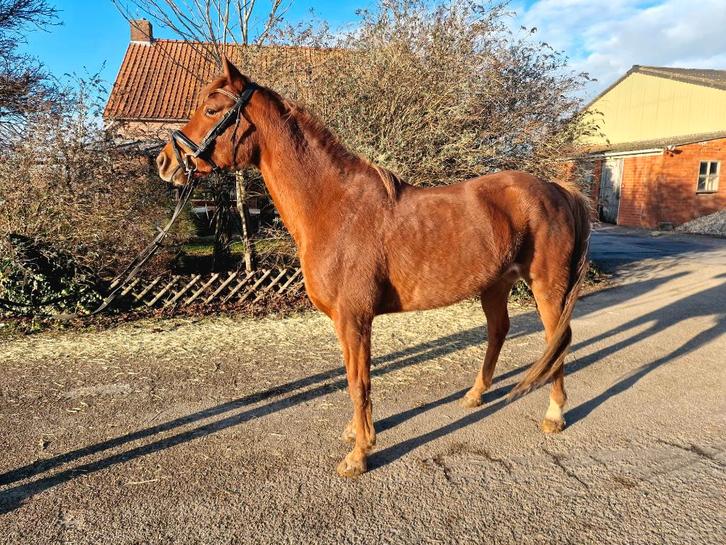 Lieve en knappe arabische merrie, Animaux & Accessoires, Poneys, Jument, B, Poney E (1.48 m - 1.57m), Poney de récréation, 7 à 10 ans