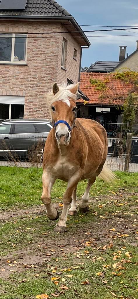 Haflinger merrie 17j oude barock type, Dieren en Toebehoren, Paarden, Merrie