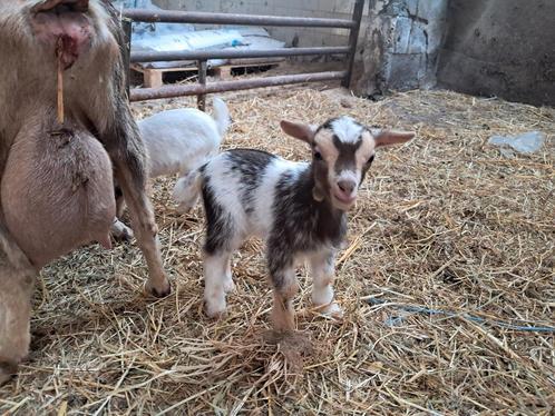 Choco tan hermelijn bokjes, Dieren en Toebehoren, Schapen, Geiten en Varkens, Geit