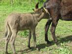 jonge ezels, Dieren en Toebehoren, Meerdere dieren, Minder dan 160 cm, 0 tot 2 jaar
