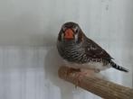Kruising Ceres x Zebravink, Mannelijk, Tropenvogel, Geringd