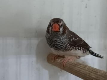 Kruising Ceres x Zebravink beschikbaar voor biedingen