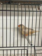 Oranjeborst phaeo split zwartborst zebravink pop, Dieren en Toebehoren, Vogels | Overige Vogels, Vrouwelijk, Tropenvogel