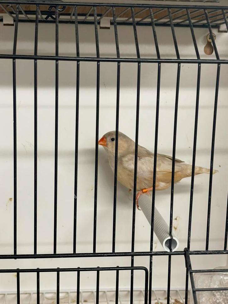 Oranjeborst phaeo split zwartborst zebravink pop, Dieren en Toebehoren, Vogels | Overige Vogels, Tropenvogel, Vrouwelijk