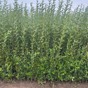 Ligustrum ovalifolium 125/150 ACTIE‼️ beschikbaar voor biedingen