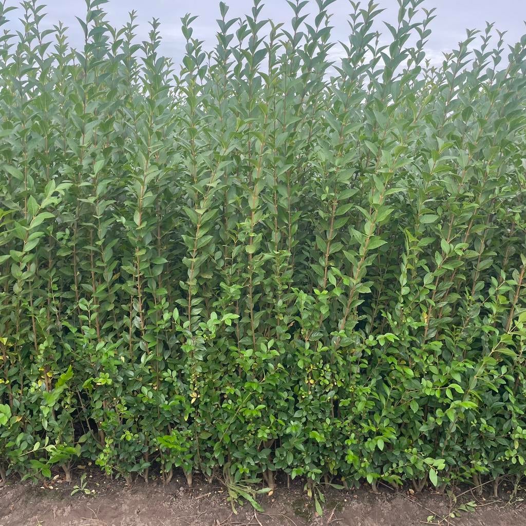 Ligustrum ovalifolium 125/150 PROMO‼️, Tuin en Terras, Planten | Struiken en Hagen, Liguster, Ophalen of Verzenden