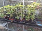 Brugmansia of trompetbloem, Ophalen