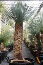 Yucca Rostrata, Tuin en Terras, In pot, Zomer, Overige soorten, Volle zon