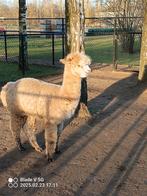 Alpaca hengsten ter dekking, Dieren en Toebehoren