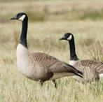 Canadaganzen, Geslacht onbekend, Geringd