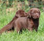 Labrador pups, Dieren en Toebehoren, Honden | Retrievers, Spaniëls en Waterhonden, België, CDV (hondenziekte), 8 tot 15 weken