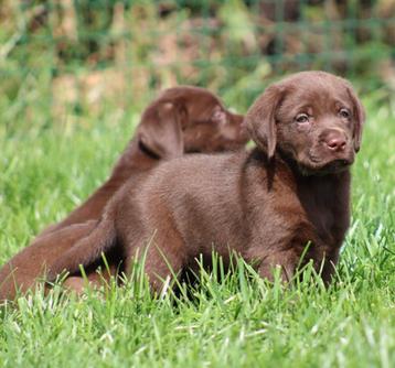 Labrador pups beschikbaar voor biedingen