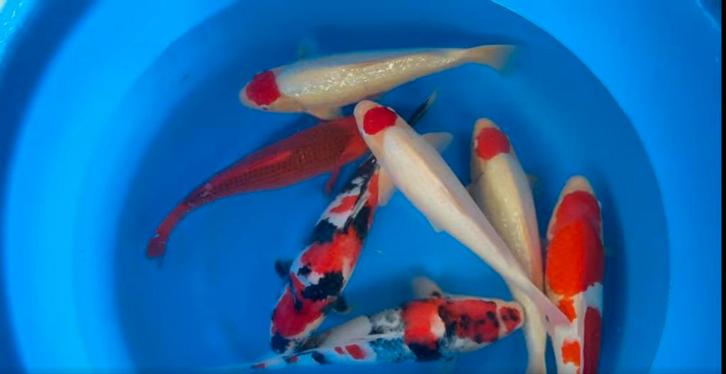 Maruhiro mix nisai, Dieren en Toebehoren, Vissen | Vijvervissen