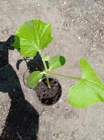 Snack Komkommer Planten  beschikbaar voor biedingen