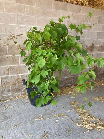 Feuilles saines de vigne, Enlèvement ou Envoi