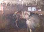 Runderen te koop