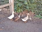 drie eendjes, Dieren en Toebehoren, Pluimvee, Eend