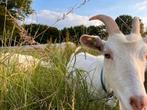 Kudde melkgeiten, Dieren en Toebehoren, Schapen, Geiten en Varkens, Meerdere dieren, Geit